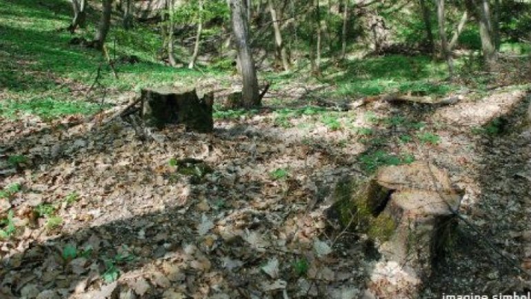 Illegal deforestation in Orhei. Damage worth hundreds of thousand lei 