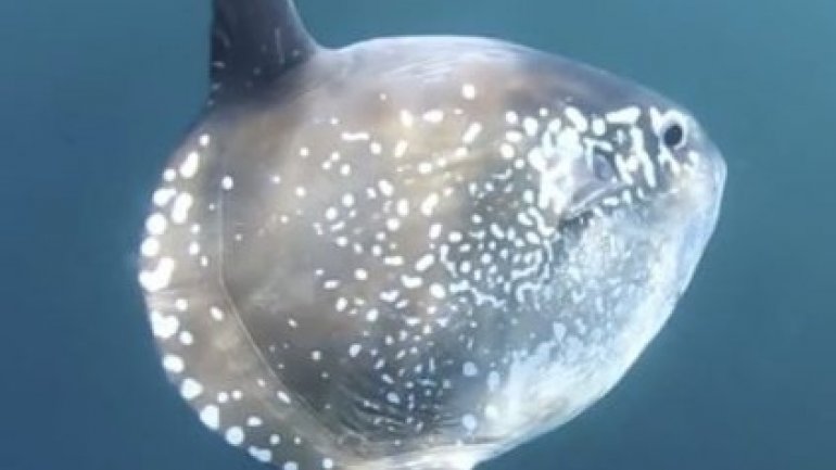 Meet the new giant sunfish that has evaded scientists for centuries