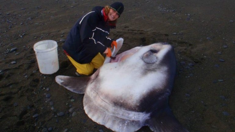 Meet the new giant sunfish that has evaded scientists for centuries