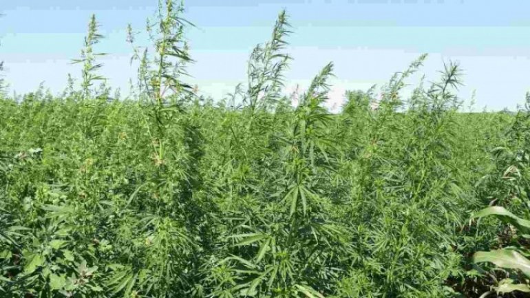 "MAC 2017" operation. Two hectares of hemp found near Ukraine border