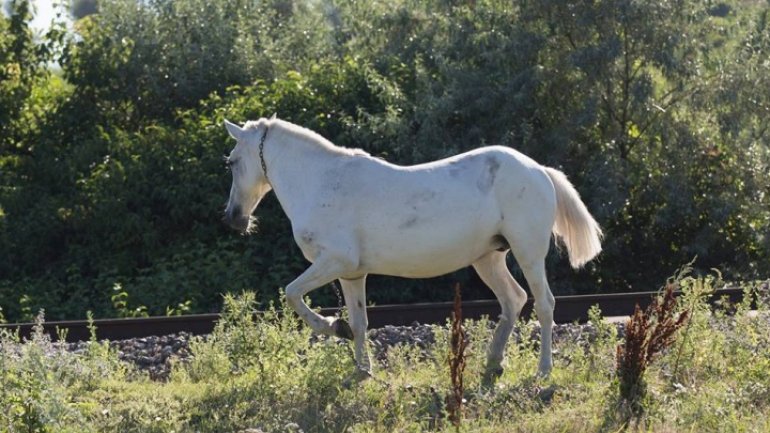 Horse found buried in Chisinau park. Unbounded cruelty to animal 