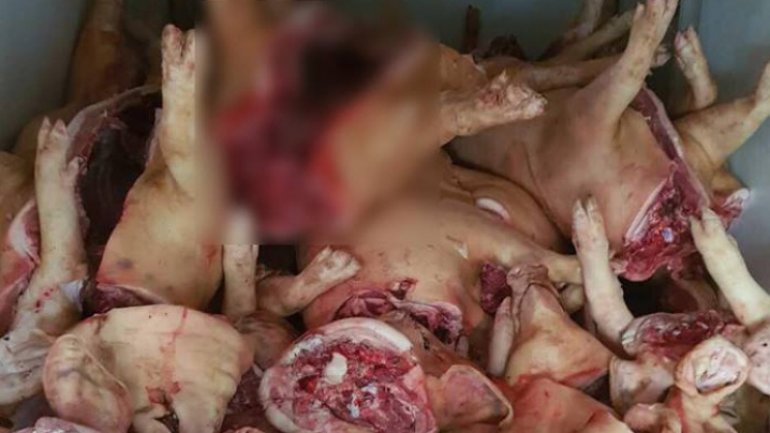 Five tons of pork without origin acts, detected by police office this morning