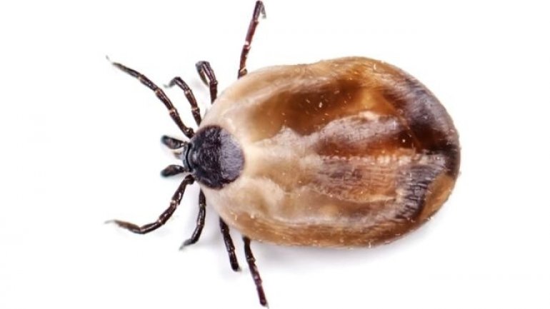 Woman dies from tick disease carried by cat