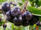 Good crop of aronia berries raises hope to farmers