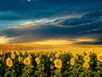 Sunflower harvest started in northern Moldova, farmers expect better income  