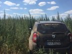 More drug plants, again, discovered and destroyed by border police