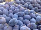 Moldova fruits seized at border with Russia. Moth hatchlings found in plum 