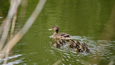 Weather Forecast for coming days in Moldova. Temperature up to 30°C awaits us