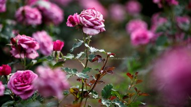 Weather Forecast in Moldova for August 8, 2017