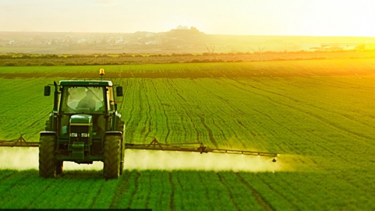 Floreşti District registers richest harvest of cereal 