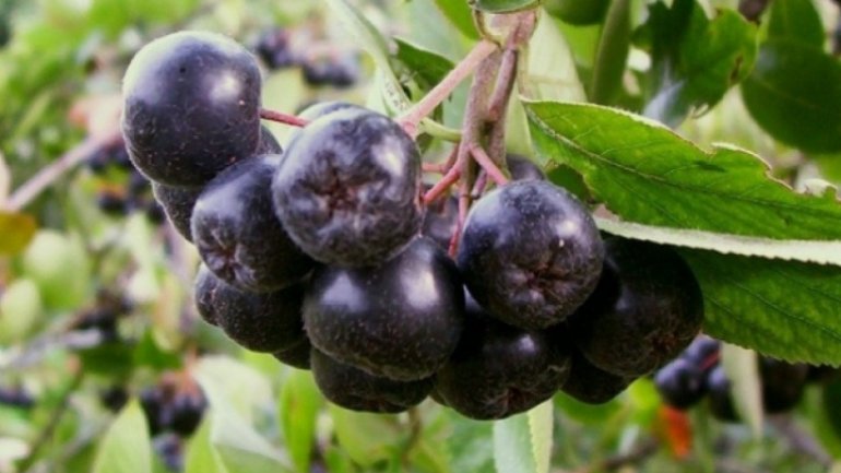 Good crop of aronia berries raises hope to farmers