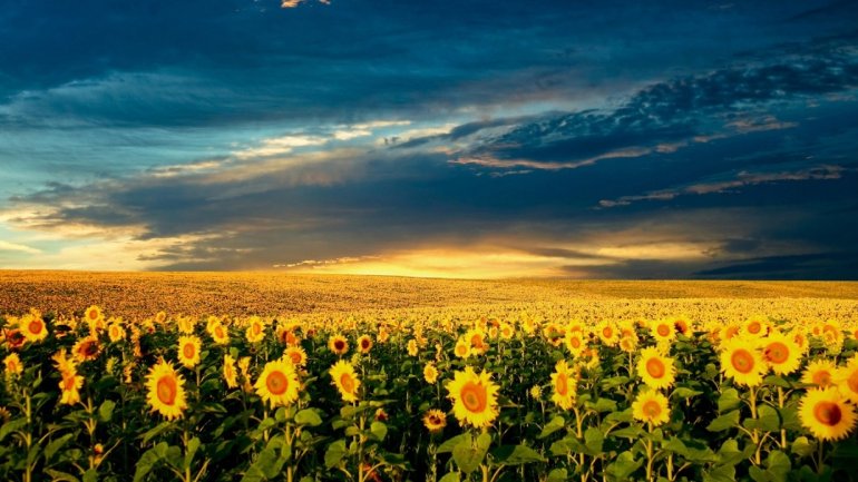 Sunflower harvest started in northern Moldova, farmers expect better income  