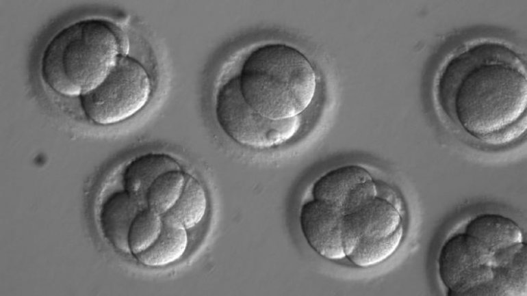 First human embryo editing experiment in U.S. 'corrects' gene for heart condition