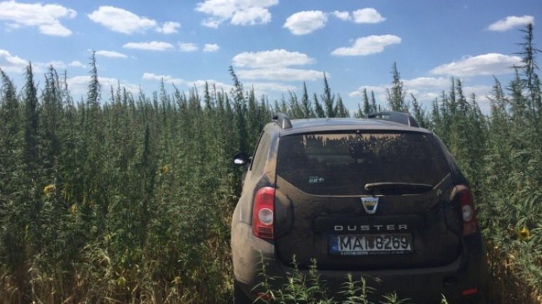 More drug plants, again, discovered and destroyed by border police