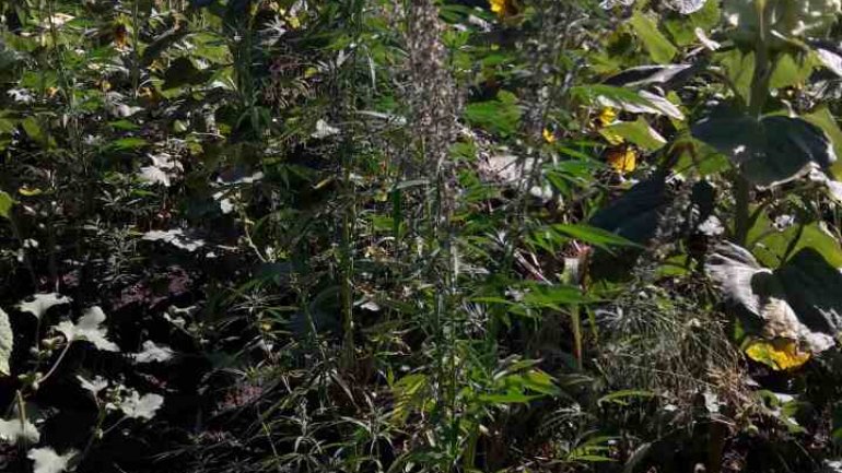 The border police finds another hemp field among sunflower plantations