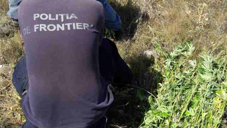 The border police finds another hemp field among sunflower plantations