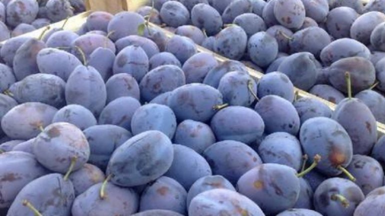 Moldova fruits seized at border with Russia. Moth hatchlings found in plum 