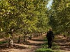 Fines don't scare people and they continue to collect walnuts near roads