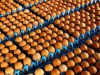 Contaminated eggs found in 40 countries