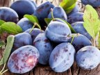 Over 20 tons of plum banned from accessing Russian markets