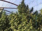 Councilman from Crihana Veche detained for growing cannabis in his garden