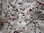 Meteorologists issued frost warning for coming days in Moldova