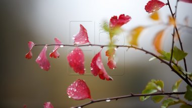 Weather Forecast in Moldova for September 5, 2017