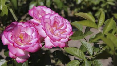 Weather Forecast in Moldova for September 14, 2017