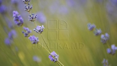 Weather Forecast for coming days in Moldova