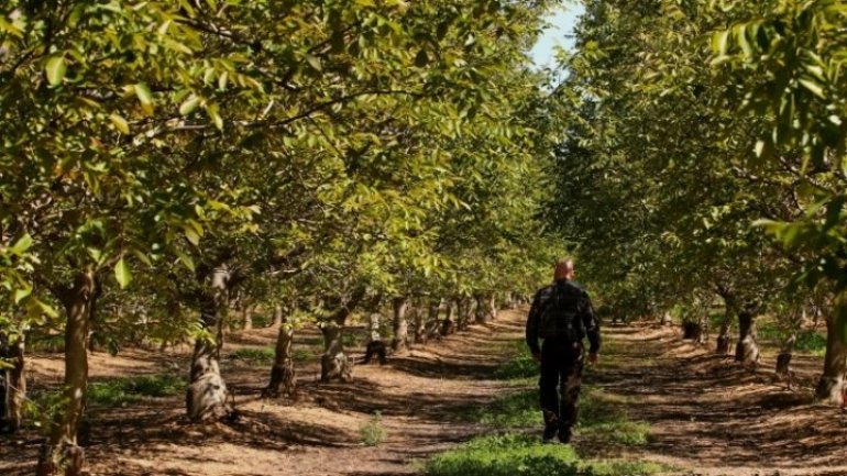 Fines don't scare people and they continue to collect walnuts near roads