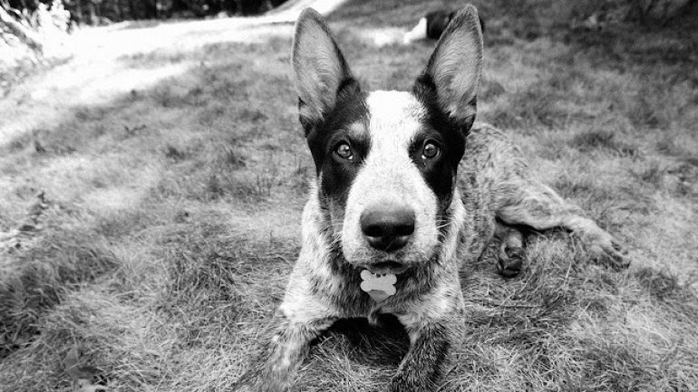 Boy child attacked by stray dog in Comrat. His mother, scared to death