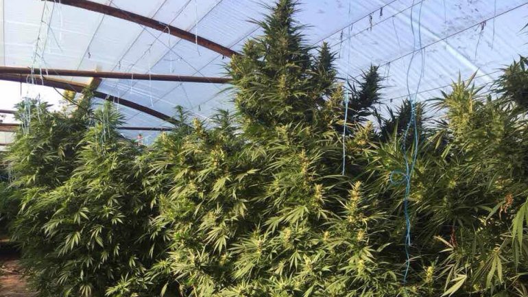 Councilman from Crihana Veche detained for growing cannabis in his garden