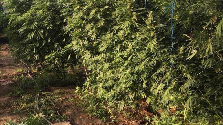 Councilman from Crihana Veche detained for growing cannabis in his garden