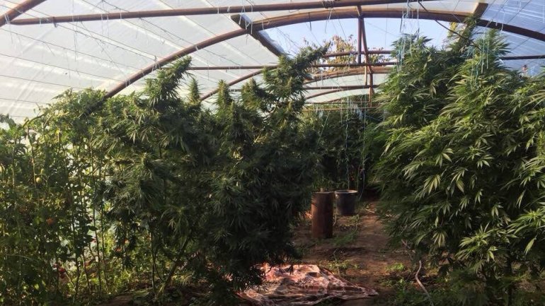 Councilman from Crihana Veche detained for growing cannabis in his garden