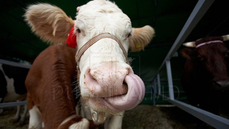 Less villagers from Moldova decide to raise cows. Number of cattle decreased by 40%