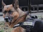 Latvia offers Moldova Border Police Dogs in warfare