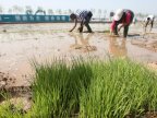 China might feed 200 million people with its new rice that can grow in seawater