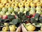 Moldovan fruits won contracts to appear in Romanian supermarkets