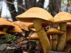 Mushroom season begun in Moldova. How much is a kilogram?