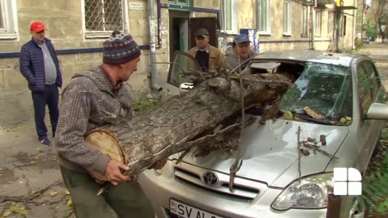 A man and his child escaped death in a pinch after big tree fell over their car (Photos)