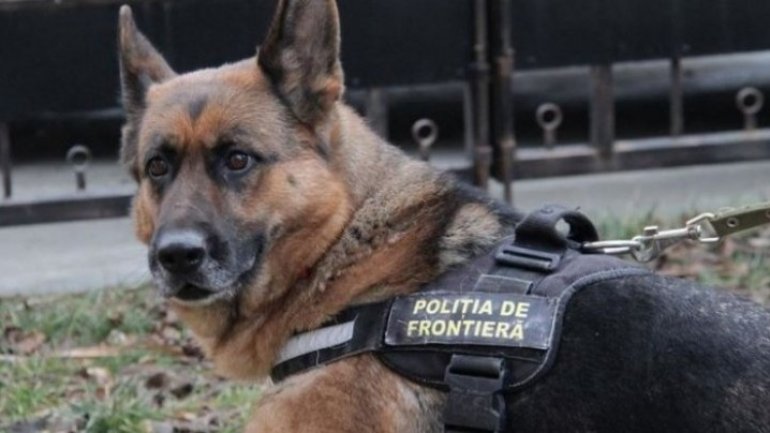 Latvia offers Moldova Border Police Dogs in warfare