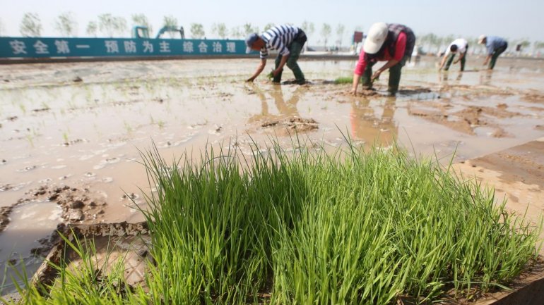 China might feed 200 million people with its new rice that can grow in seawater