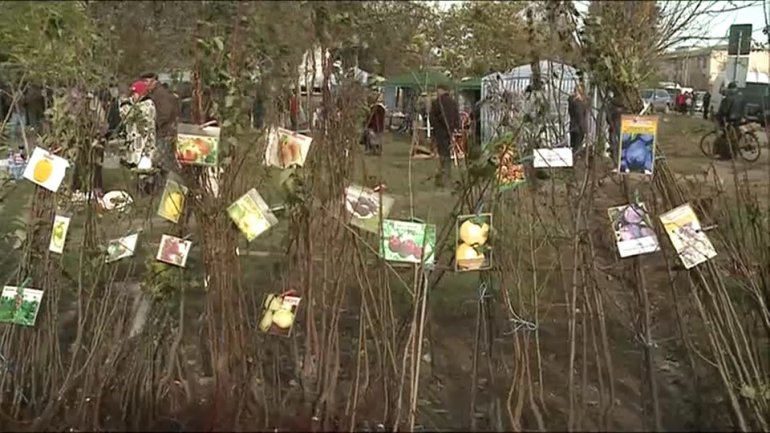 Farmers in Zaim village's Sapling Festival grabbed chances to promote their local brands (video)