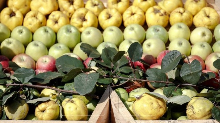 Moldovan fruits won contracts to appear in Romanian supermarkets