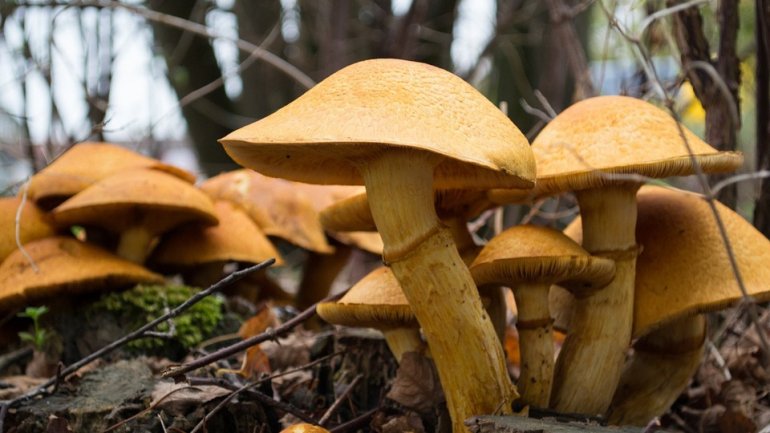 Mushroom season begun in Moldova. How much is a kilogram?