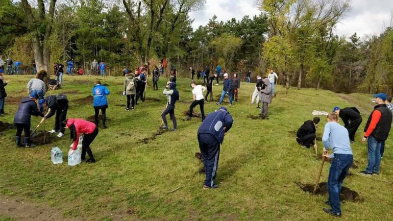 Young democrats teamed up to save environment on National Tree Day in Bălți 