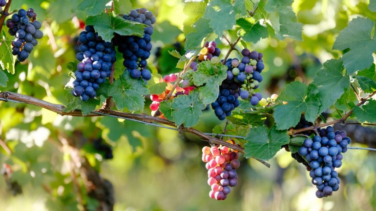 Good news! Moldovan plum and grape exporters eligible to apply for USAID grants