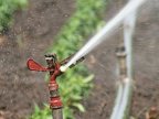 Farmers bemoan groundwater scarcity for irrigation due to law application 