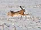 Over 30 hunters started rabbit hunting on Bacioi plains 