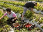 Two new FAO projects to be implemented in Moldova by 2019